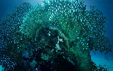 DEEP DIVER